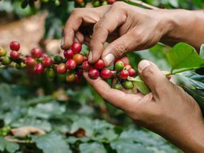 Green Exports: How Eco-Friendly Products Are Winning Global Markets