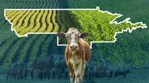 From Farm to Global Table: Promoting Local Cuisine Internationally